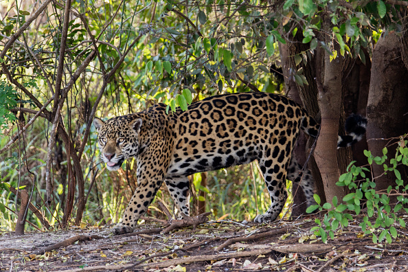 Por primera vez, avistan jaguar en bosques de Tlalixtac, en Oaxaca