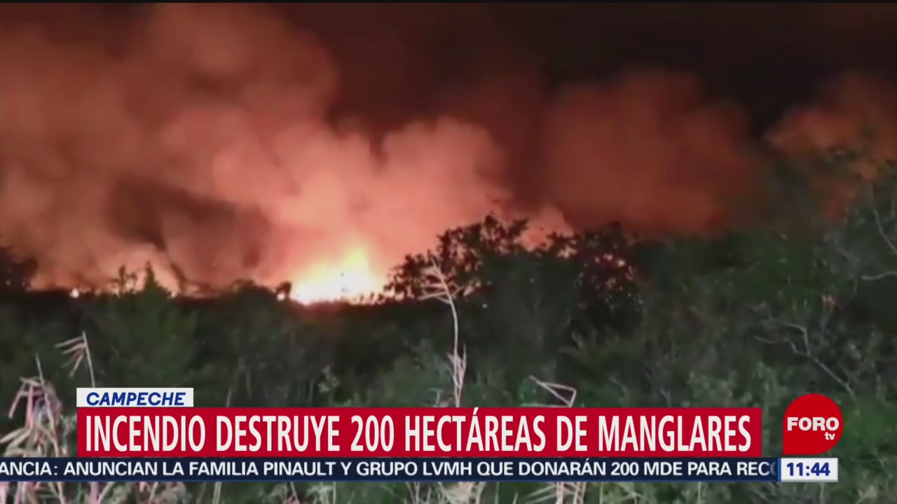 Incendio destruye 200 hectáreas de manglares en Campeche