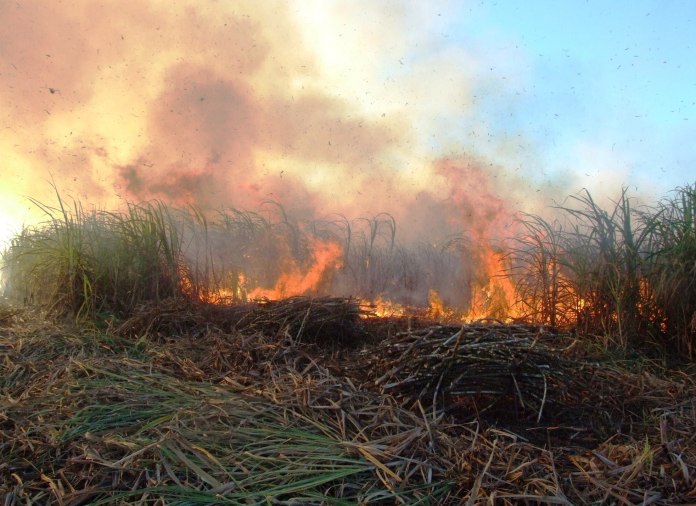Foto: La Comisión Nacional Forestal en Quintana Roo reporta dos incendios forestales que consumen los ejidos en "Nor Tabasco" y "Río Verde" en Bacalar, abril 7 de 2019 (lucesdelsiglo)