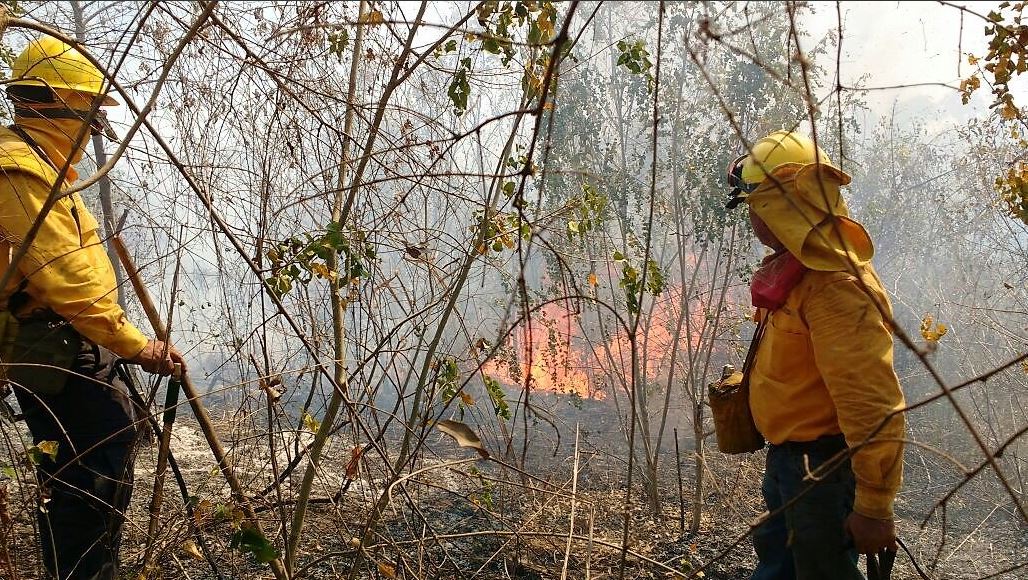 Combaten tres incendios forestales en San Luis Potosí