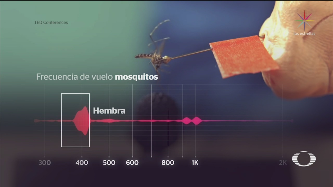 Foto: Inhiben reproducción de mosquitos transmisores de zika y dengue con música electrónica