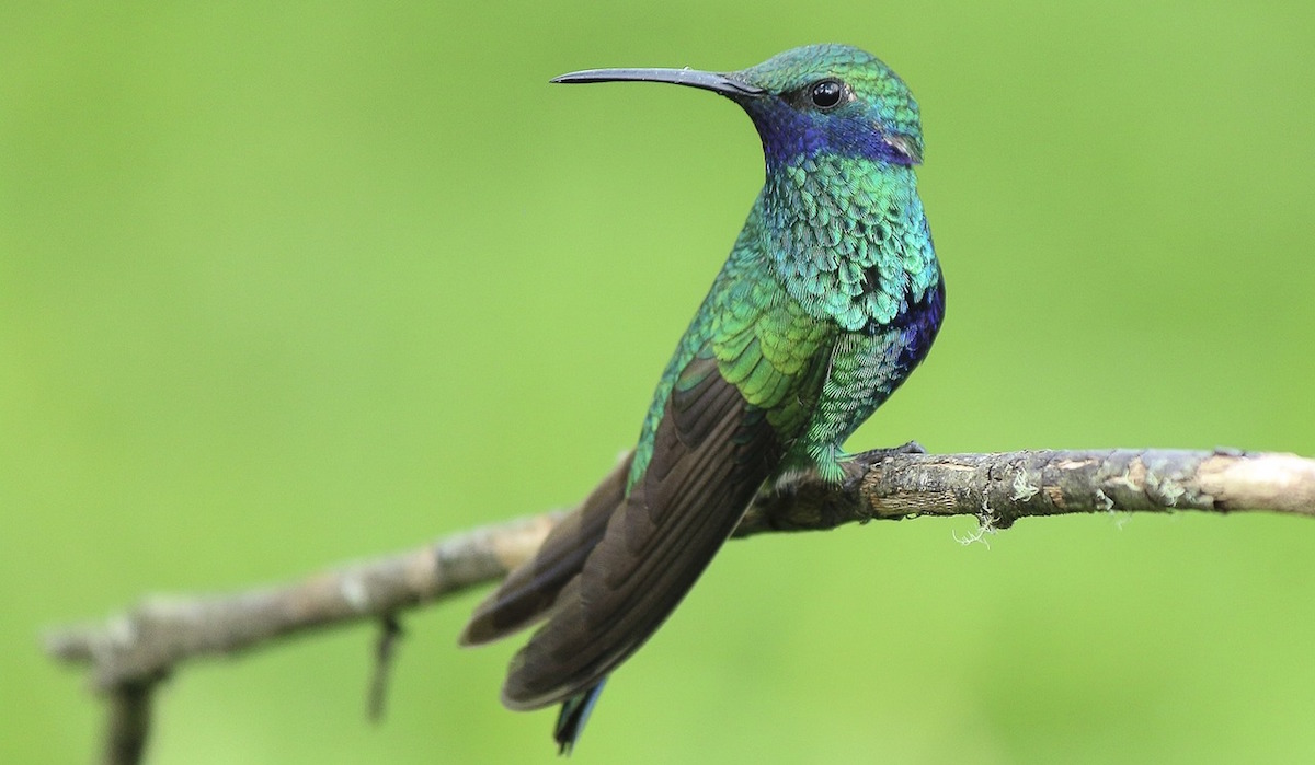 Crea tu jardín para colibríes en casa