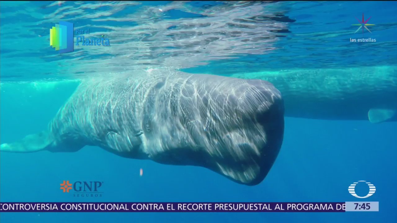 La ballena, imponente gigante del mar