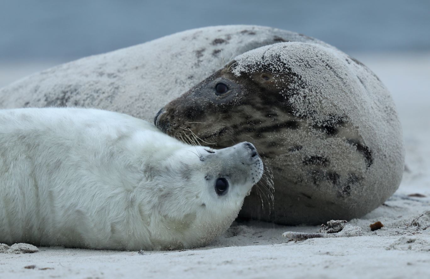La cacería de focas en el Atlántico norte de Canadá es limitada a cierto número de ejemplares cada año. En 2016, la cacería fue limitada a 450 mil (GettyImages Archivo)