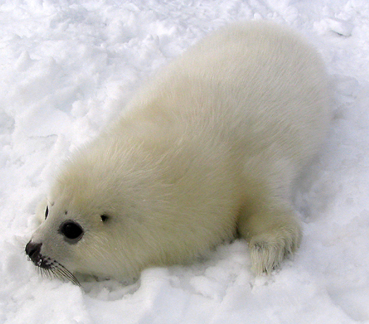 La temporada de focas en Canadá comienza desde noviembre, cuando las focas hembra llegan a las costas del este de Canadá para dar a luz a sus crías (Matthieu Godbout/Wikimeda Commons/CC BY-SA 3.0)