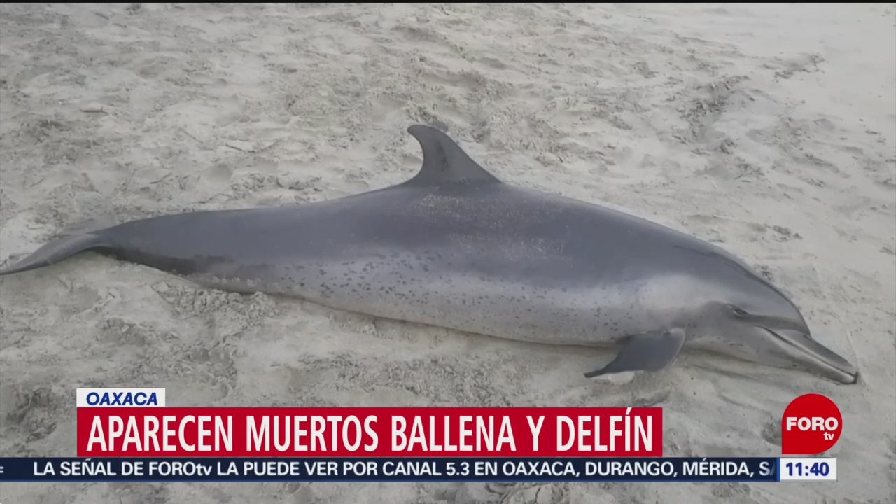 FOTO: Localizan ballena y delfín muertos en playas de Oaxaca, 27 ABRIL 2019