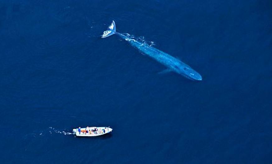 Las ballenas, gigantes que habitan en la inmensidad del mar
