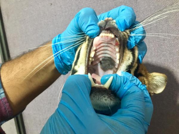 Los veterinarios evaluaron el estado de salud del ocelote y encontraron que los colmillos superiores habían sido cortados (El Tiempo)