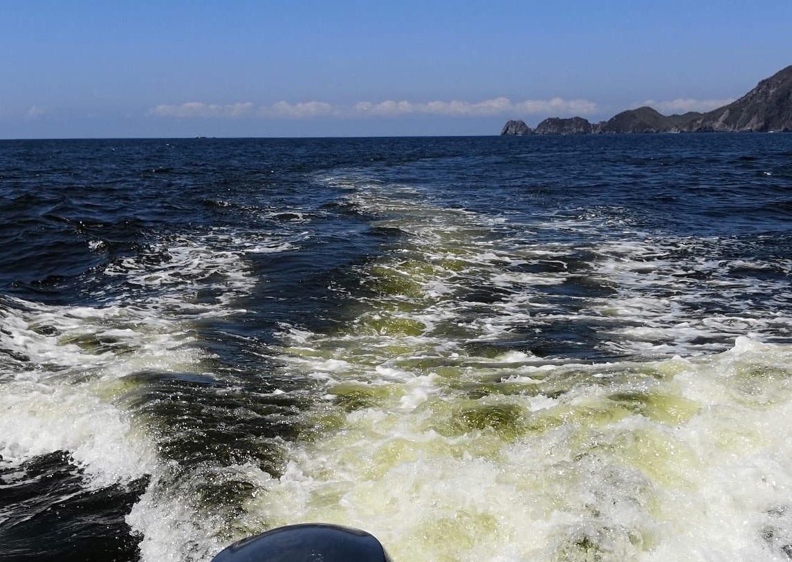 Detectan presencia de marea roja no tóxica en Manzanillo, Colima