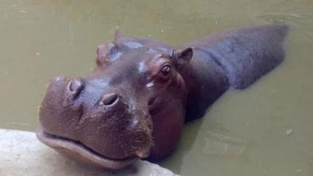 ¡Adiós ‘Bianca’! Muere la hipopótama más longeva de CDMX