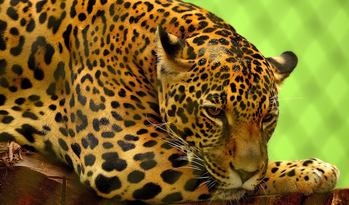 Foto Jaguar Inseminación Artificial 6 Abril 2019