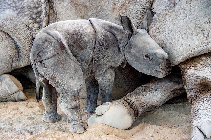 Foto Nace primer rinoceronte indio por ovulación inducida e inseminación 26 abril 2019