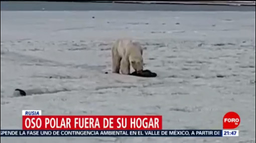FOTO: Oso polar podría haberse extraviado por cambio climático, 18 ABRIL 2019
