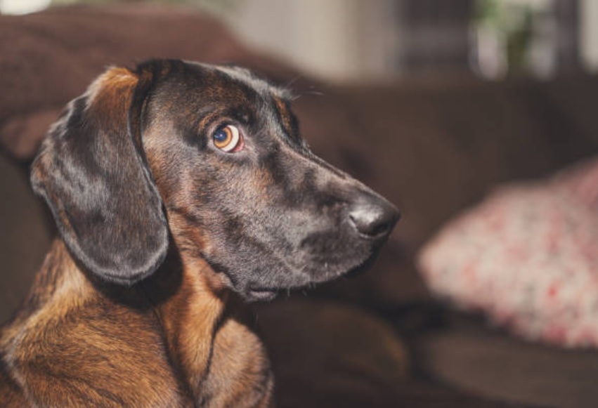 ¿Es posible que los perros detecten espíritus y a las personas con mala vibra?