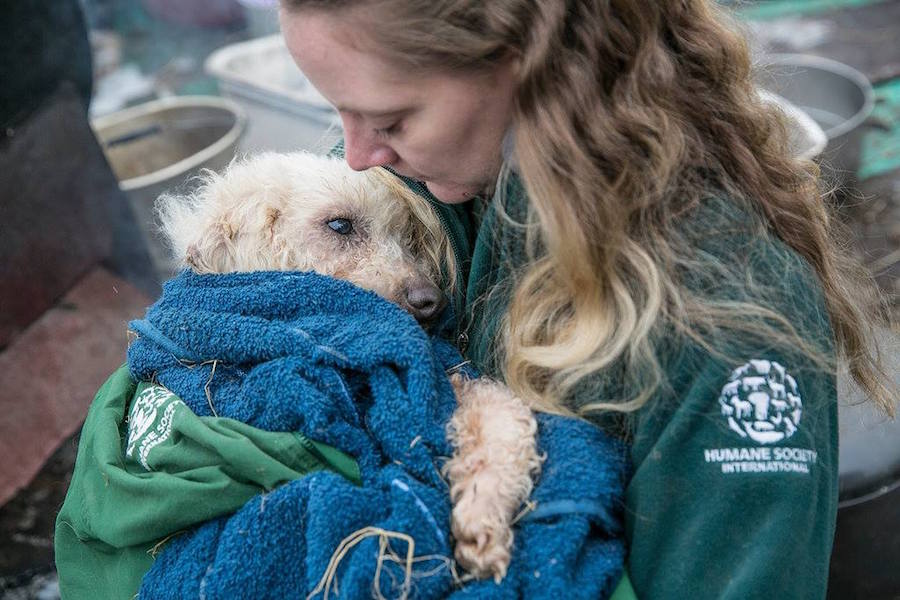 Foto Salvan a perros de ser comidos en festival, ahora buscan hogar 11 abril 2019