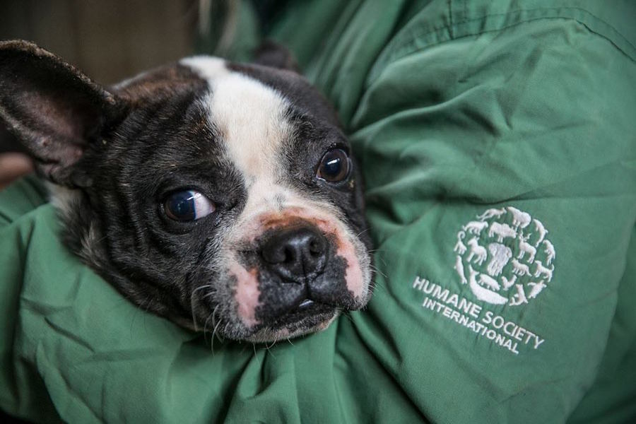 Foto Salvan a perros de ser comidos en festival, ahora buscan hogar 11 abril 2019
