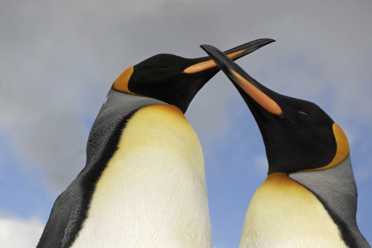 foto pinguino emperador adulto caracteristicas