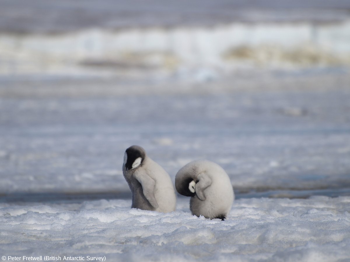 Mueren miles de pingüinos bebés por el cambio climático