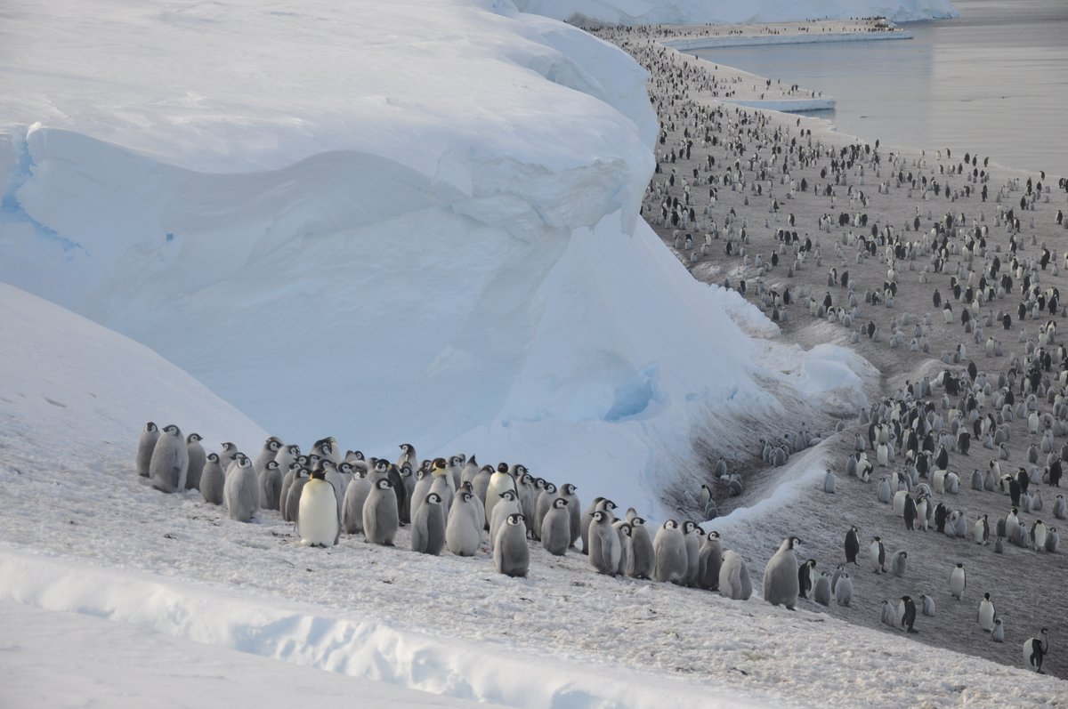 foto pinguinos emperador antartida
