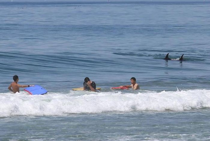 Desalojan a bañistas por tiburón y ballenas en Playa Hermosa, en Ensenada