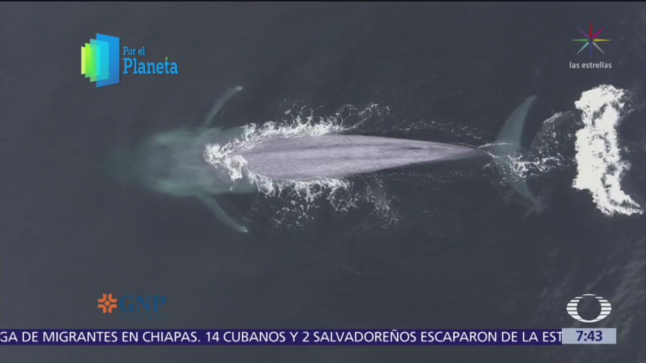 Por el Planeta: Los gigantes del mar en México