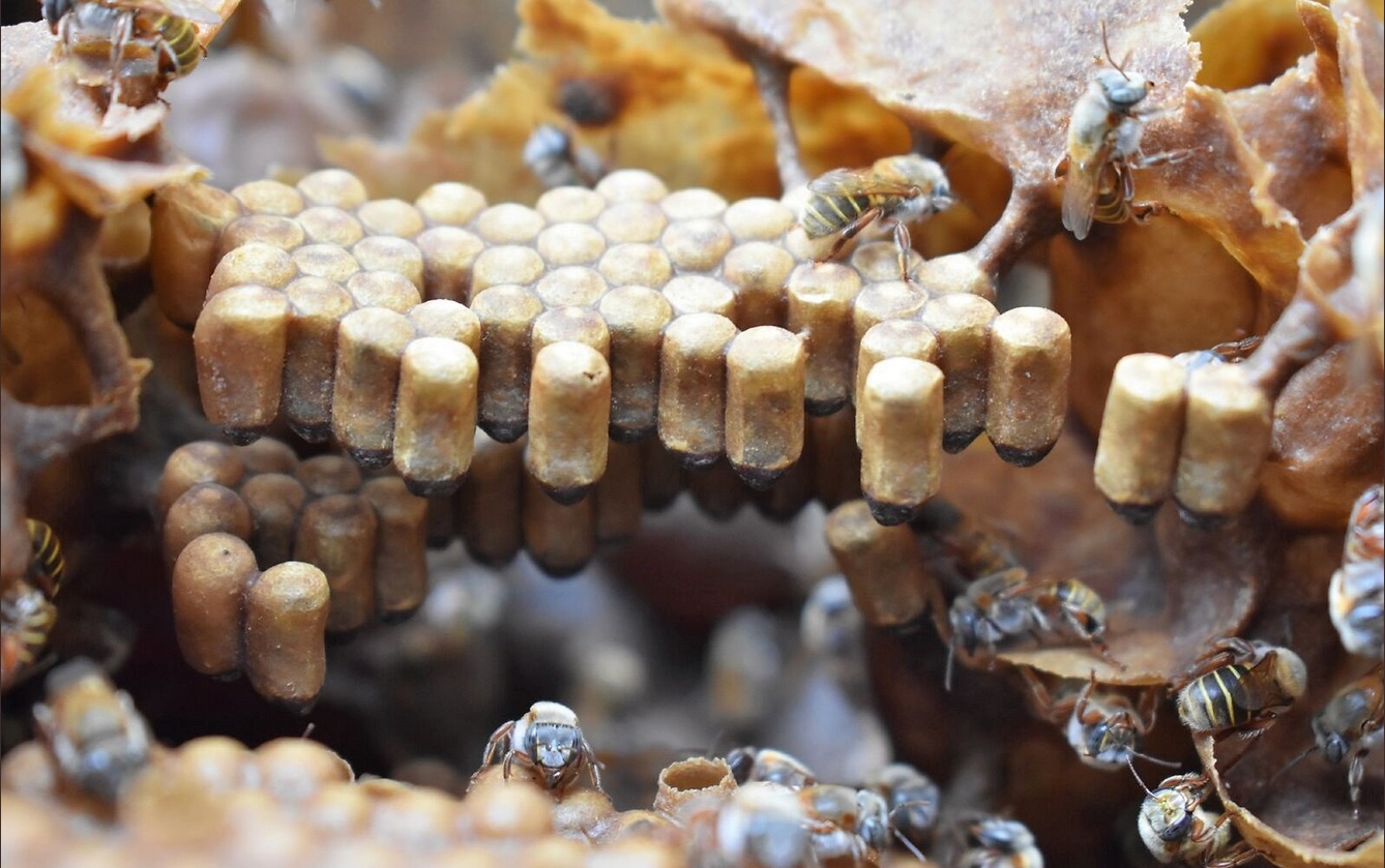 Foto: apicultores de Yucatán cosechan miel de colmenas inmersas en bosques tropicales, 20 de mayo 2018. Twitter @CONAFOR