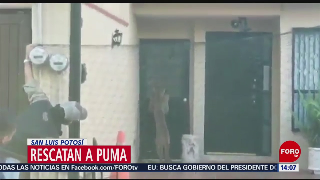 FOTO: Rescatan a puma en San Luis Potosí, 14 de abril 2019
