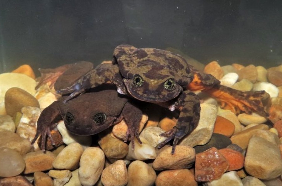 Romeo y Julieta, las ranas que viven juntas para extender su especie en Bolivia