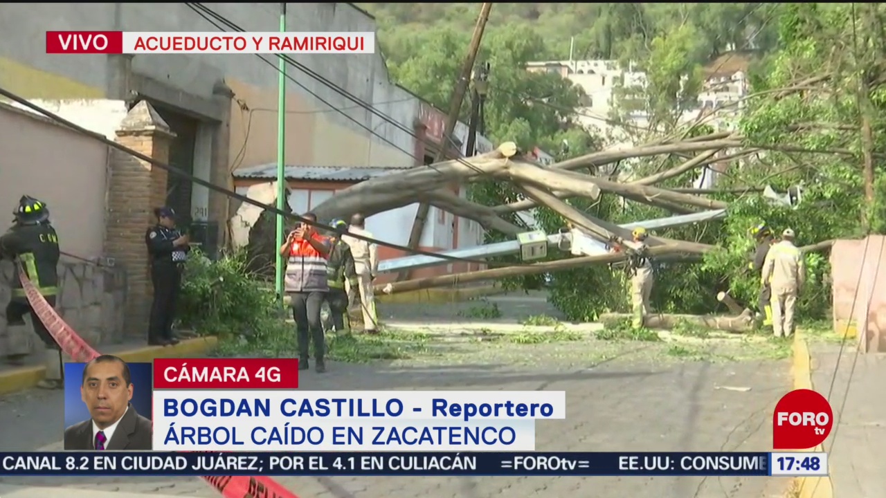 Foto: Se desploma árbol de más de 15 metros en calles de Zacatenco