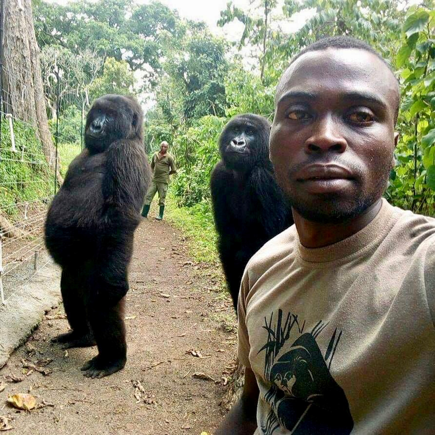Foto: Mathieu Shamavu posa para una selfie con dos gorilas en el Parque Nacional Virunga, en Congo. El 18 de abril de 2019