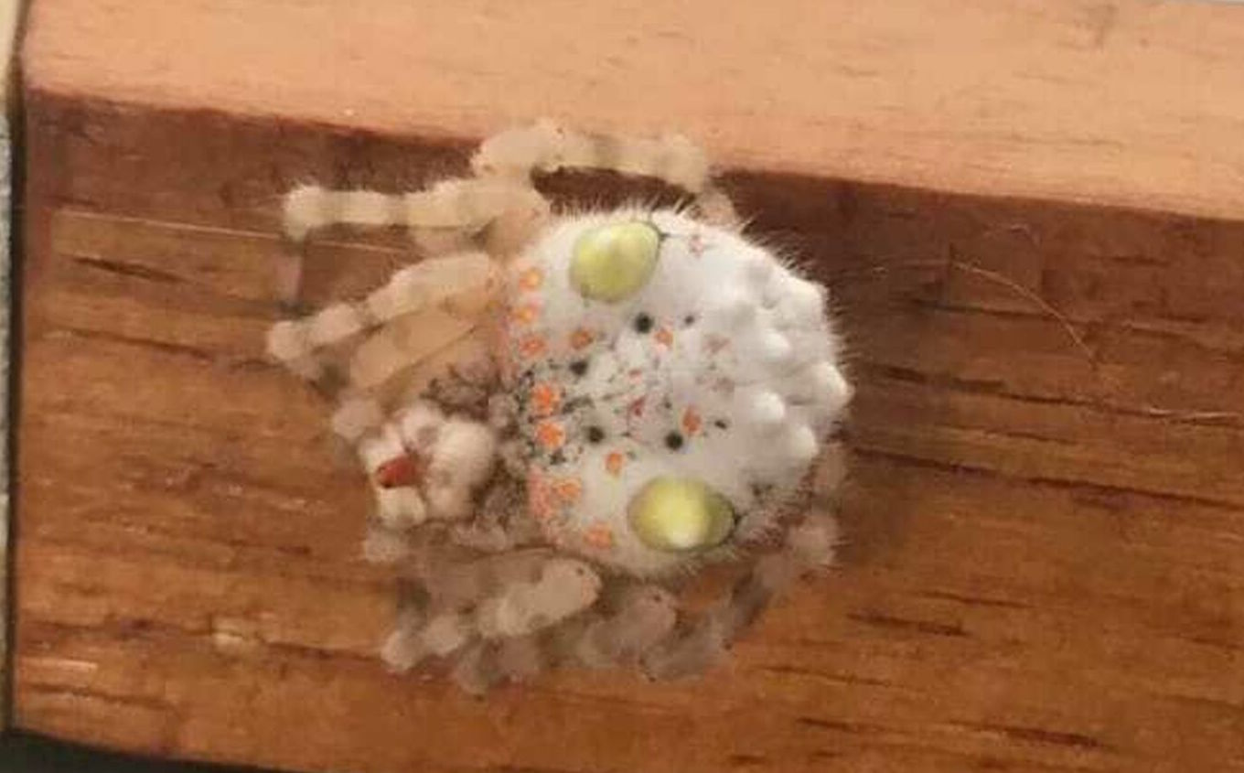 Confunden esta araña con un platillo de sushi