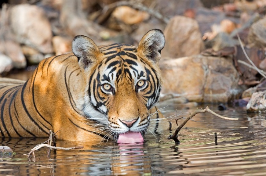 Tigre de Bengala muere en Zoológico de San Juan de Aragón