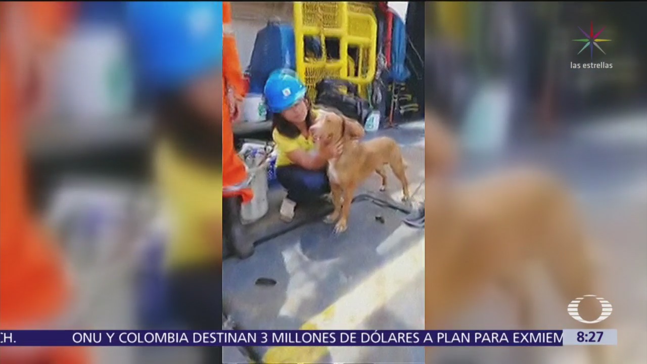 Trabajadores de plataforma petrolera rescatan a perro en Tailandia
