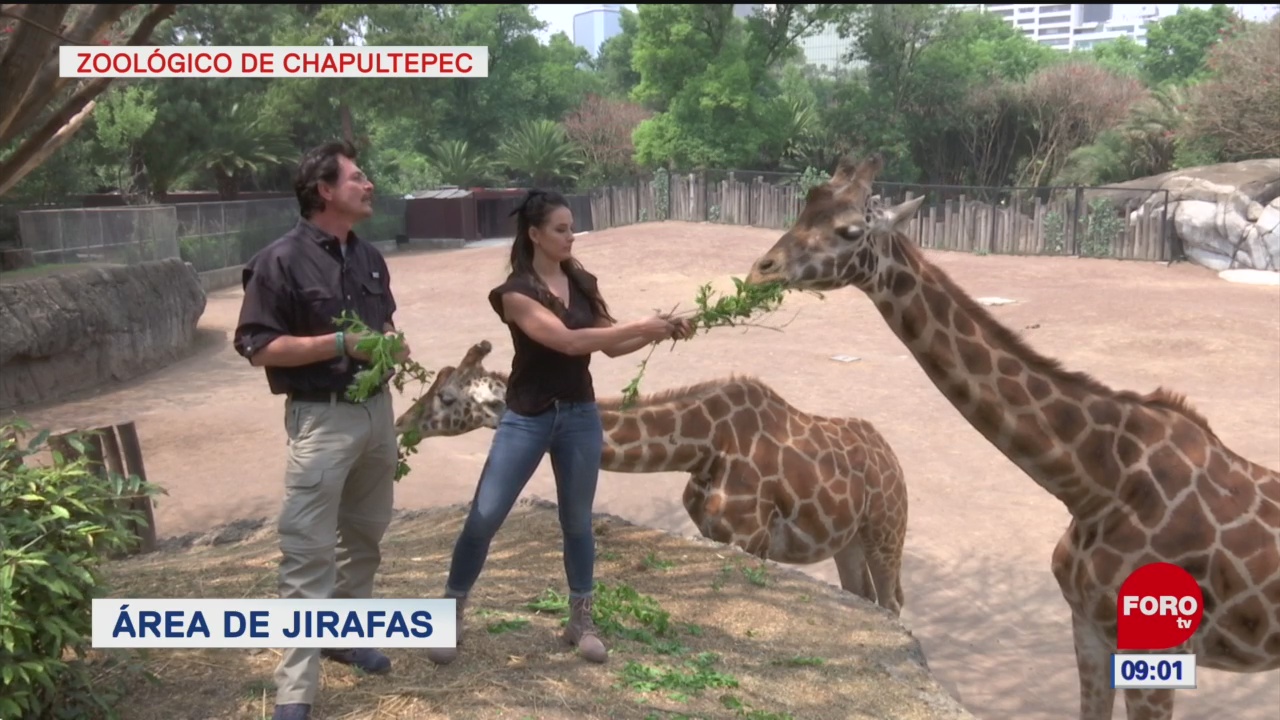 Un recorrido por el Zoológico de Chapultepec, en la CDMX
