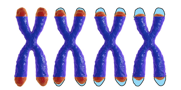 Una ilustración conceptual que describe el acortamiento de los telómeros (rojo) con el paso de la edad (GettyImages)