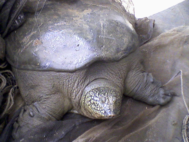 Una tortuga de caparazón blando 'rafetus' que fue capturada en el lago Dong Mo, en Vietnam (Wikimedia Commons/Phuongcacanh)