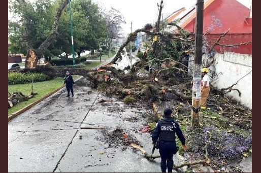 Tormenta con granizo deja árboles caídos y vehículos varados en Xalapa, Veracruz 