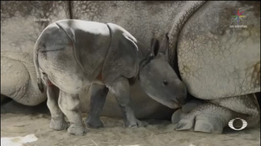 Foto: Zoológico Miami Recibe Rinoceronte Concebido Ovulación Inducida 26 de Abril 2019