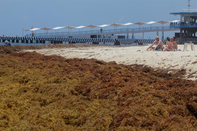 Advierten que este año llegará aún más sargazo a playas de Quintana Roo