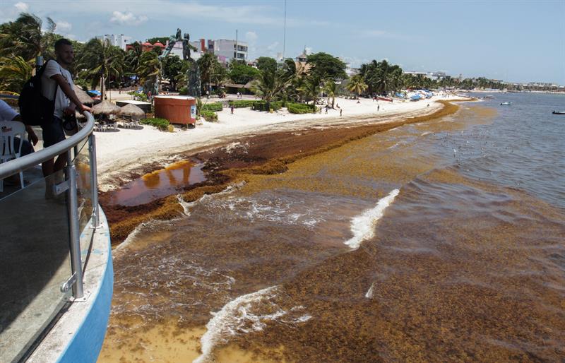 Advierten que este año llegará aún más sargazo a playas de Quintana Roo