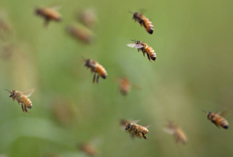 Productores de miel de Yucatán mejoran genética de las abejas con ejemplares europeos