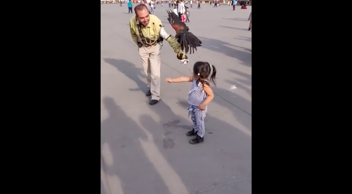 VIDEO: Águila ataca a niña en Zócalo de la CDMX