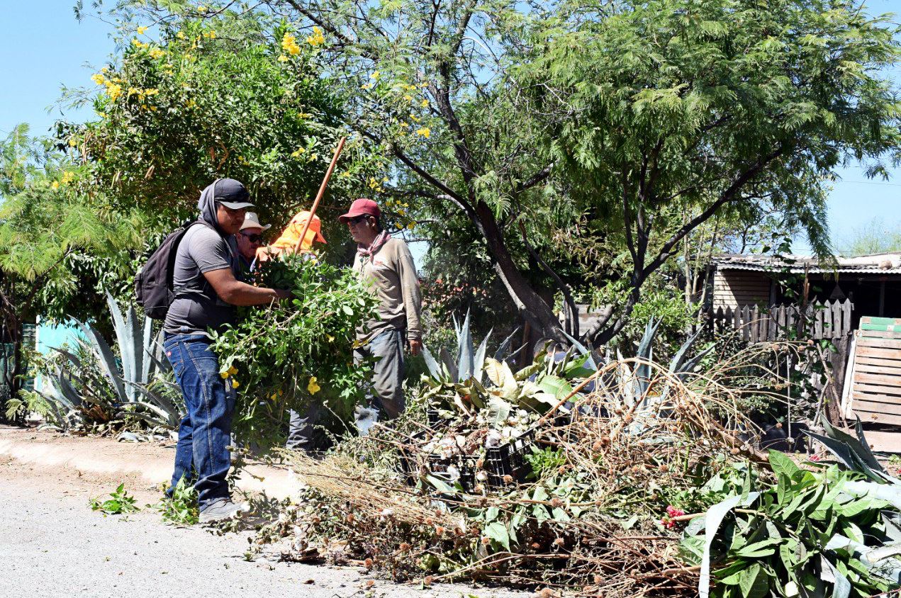 Trabajadores del Ayuntamiento de Cajeme iniciaron con acciones preventivas para erradicar las plagas de alacranes, 24 mayo 2019