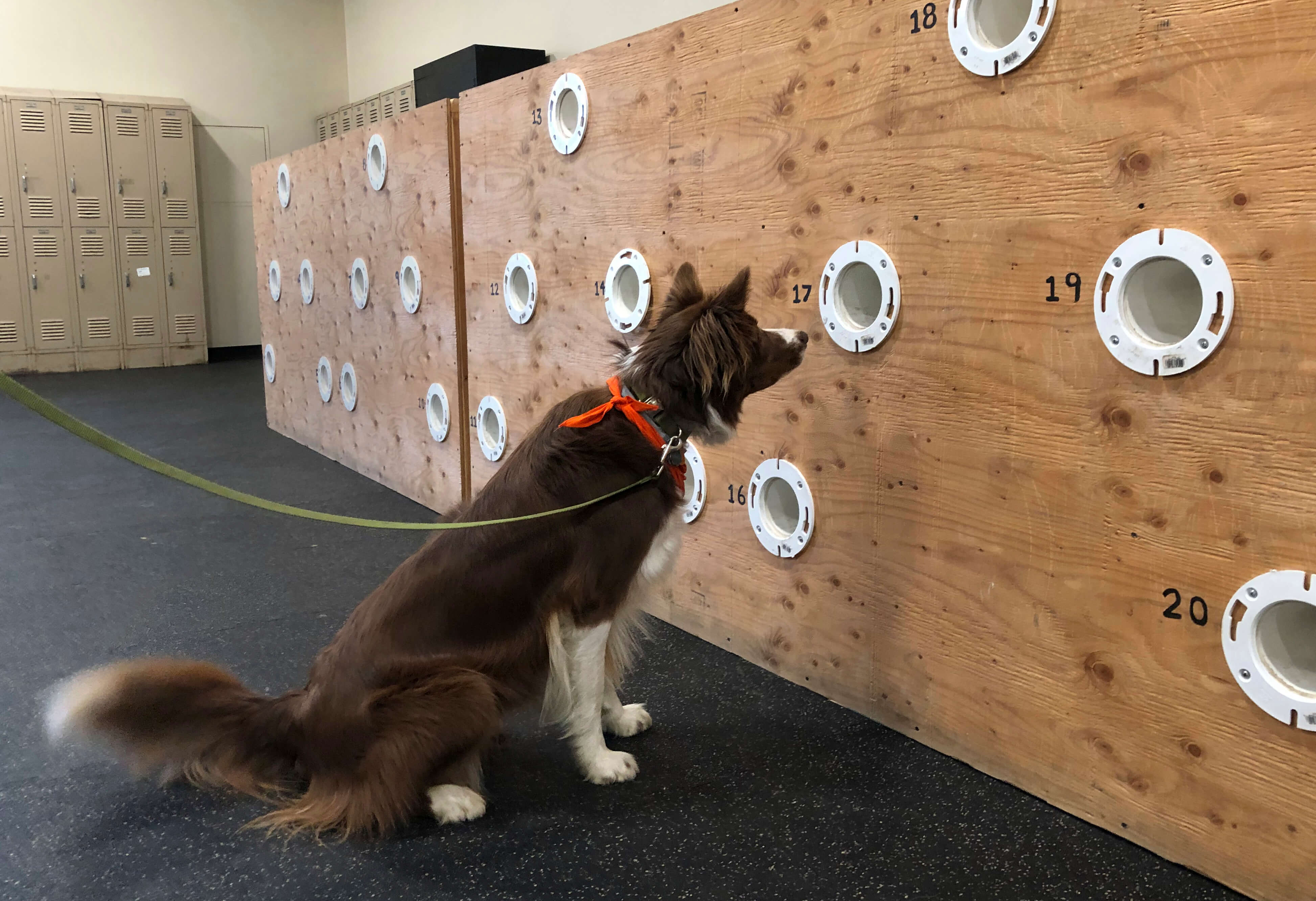 foto ¿Amas a los perros? Crean licenciatura para entrenarlos 7 mayo 2019