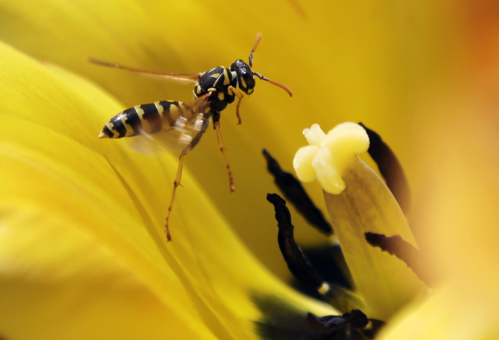 foto Las avispas son más inteligentes que las abejas, revela estudio 02 de mayo de 2013