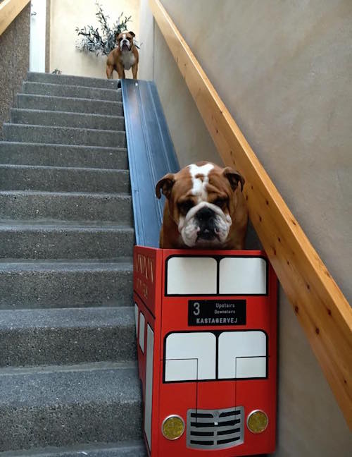 Foto construye ascensor a su perra porque no podía subir escaleras