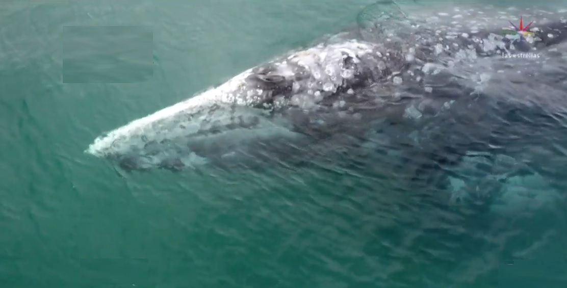 Las maravillas de nadar junto a la ballena gris