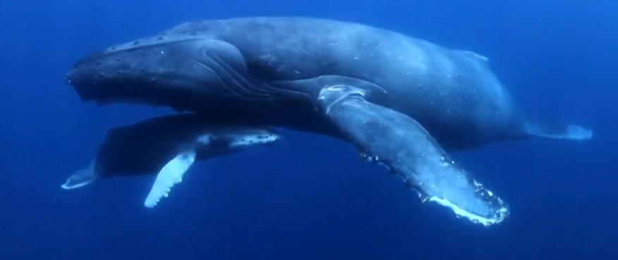 Ballenas jorobadas en Baja California Sur, gigantes del mar