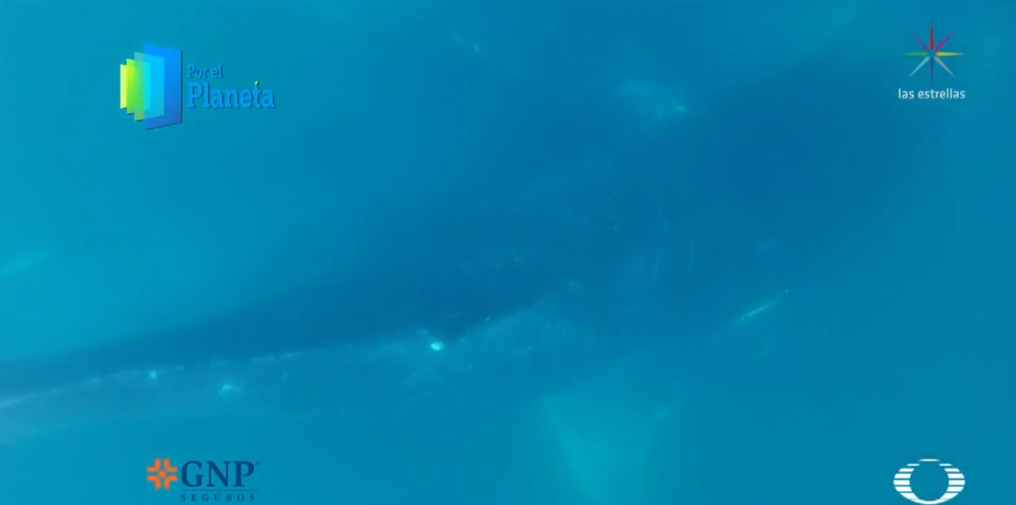 Ballenas de Baja California Sur, gigantes del mar (Por el Planeta/Noticieros Televisa)
