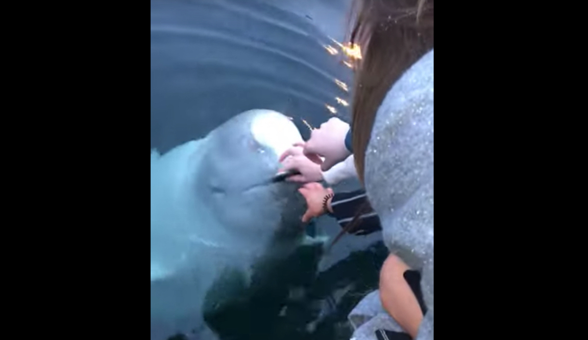 Video: Pierde su teléfono en el mar... ¡y una ballena beluga se lo devuelve!